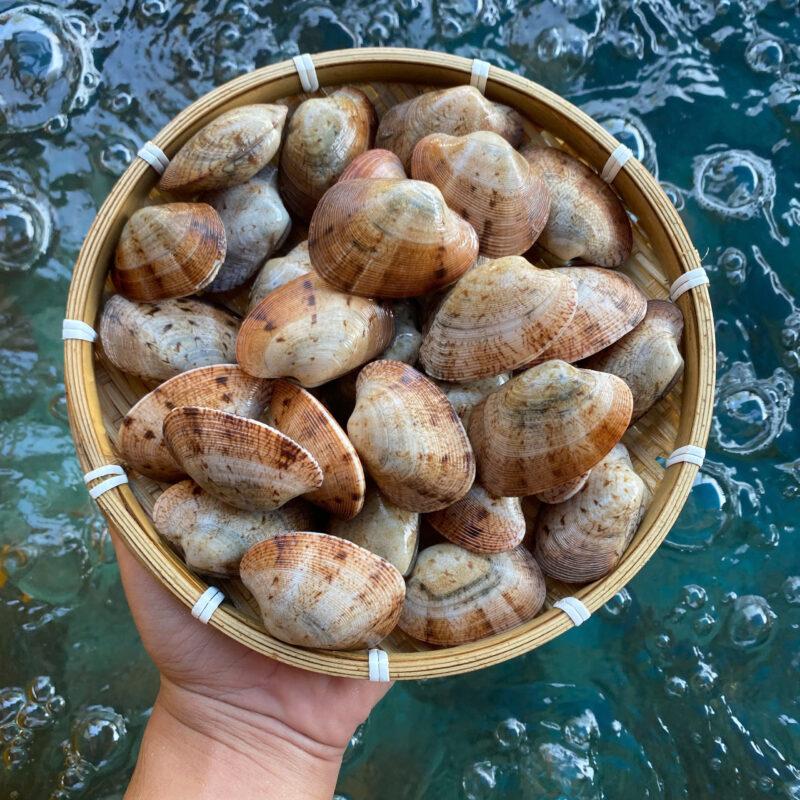 Chọn Ngao 2 Cồi Tươi Ngon Cho Món Hấp Sả Hoàn Hảo